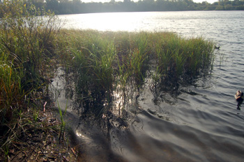 Reeds at Tiddenfoot Waterside Park October 2008